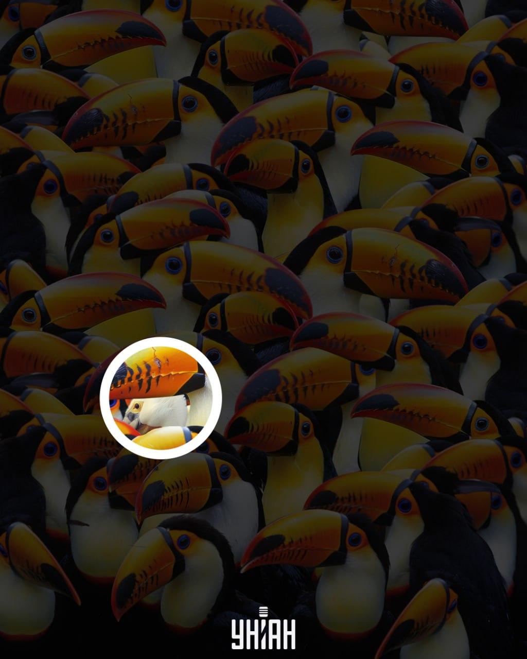 Пеликанът беше близо до центъра на изображението / колаж Moje Пеликанът е близо до центъра на изображението / колаж на УНИАН