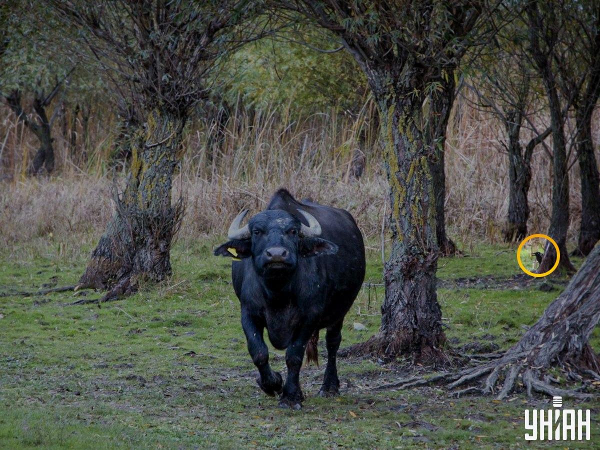 Птицата е била от лявата страна на пъзела / Фотоколаж на УНИАН