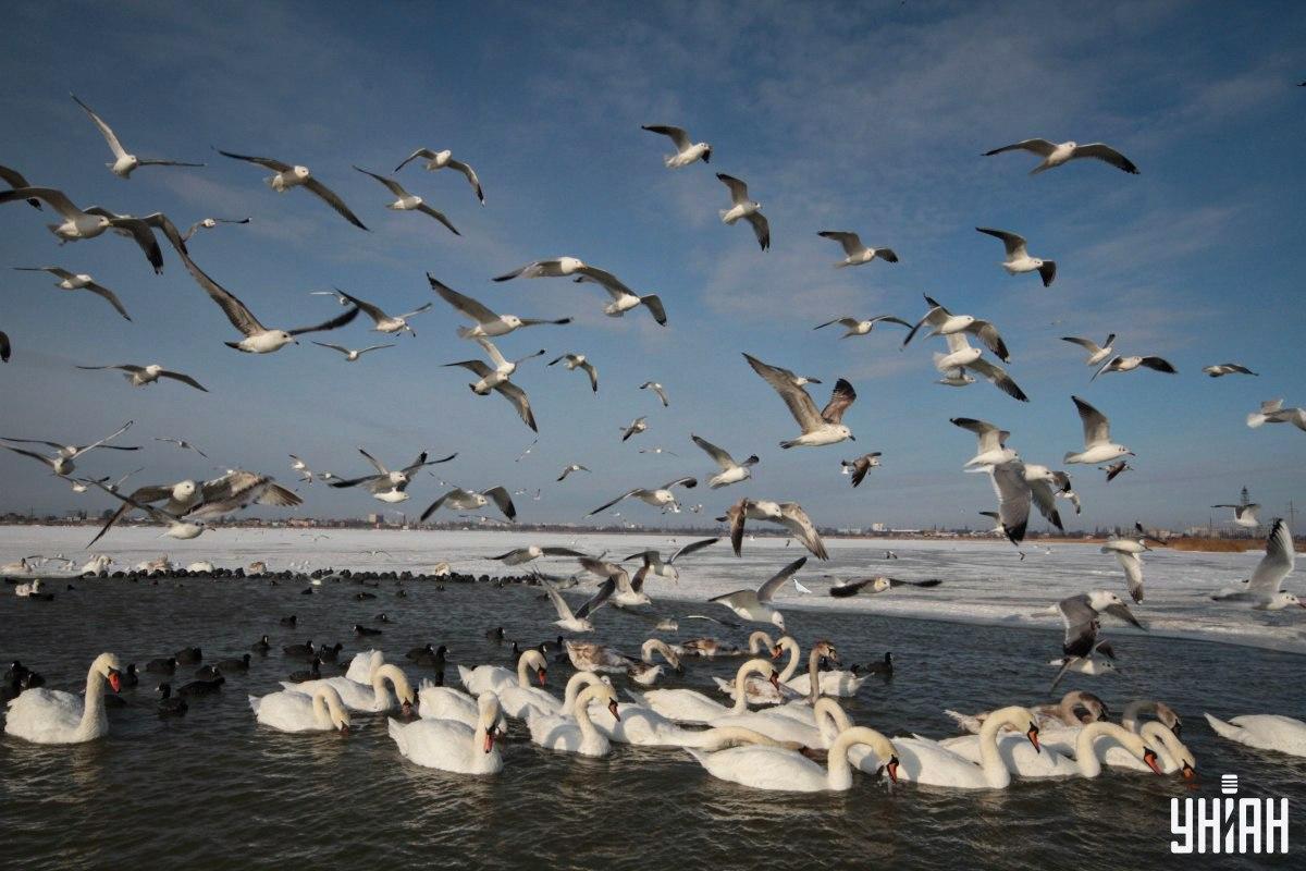 Открийте гълъба на снимката навреме / колаж със снимка на УНИАН