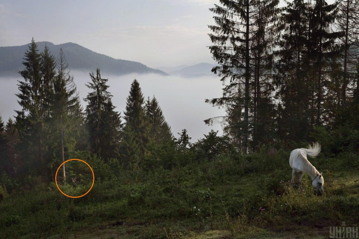 Коза се криеше в зеленината / колаж със снимка на УНИАН Козата се криеше в зеленината / колаж със снимка на УНИАН