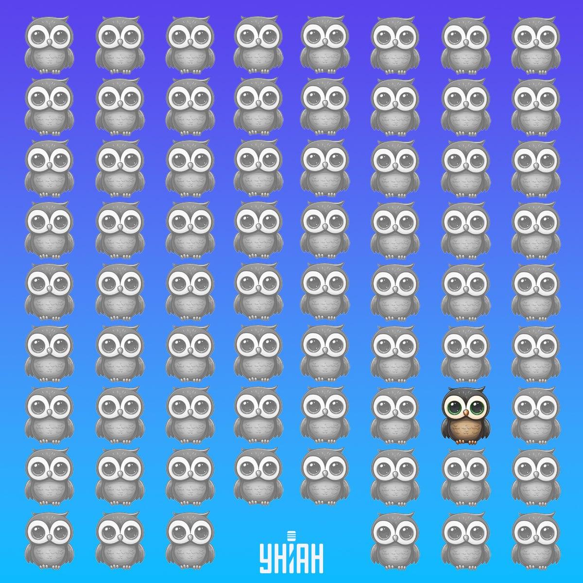 Уникалната сова е била в долната част на изображението вляво / колаж Moje