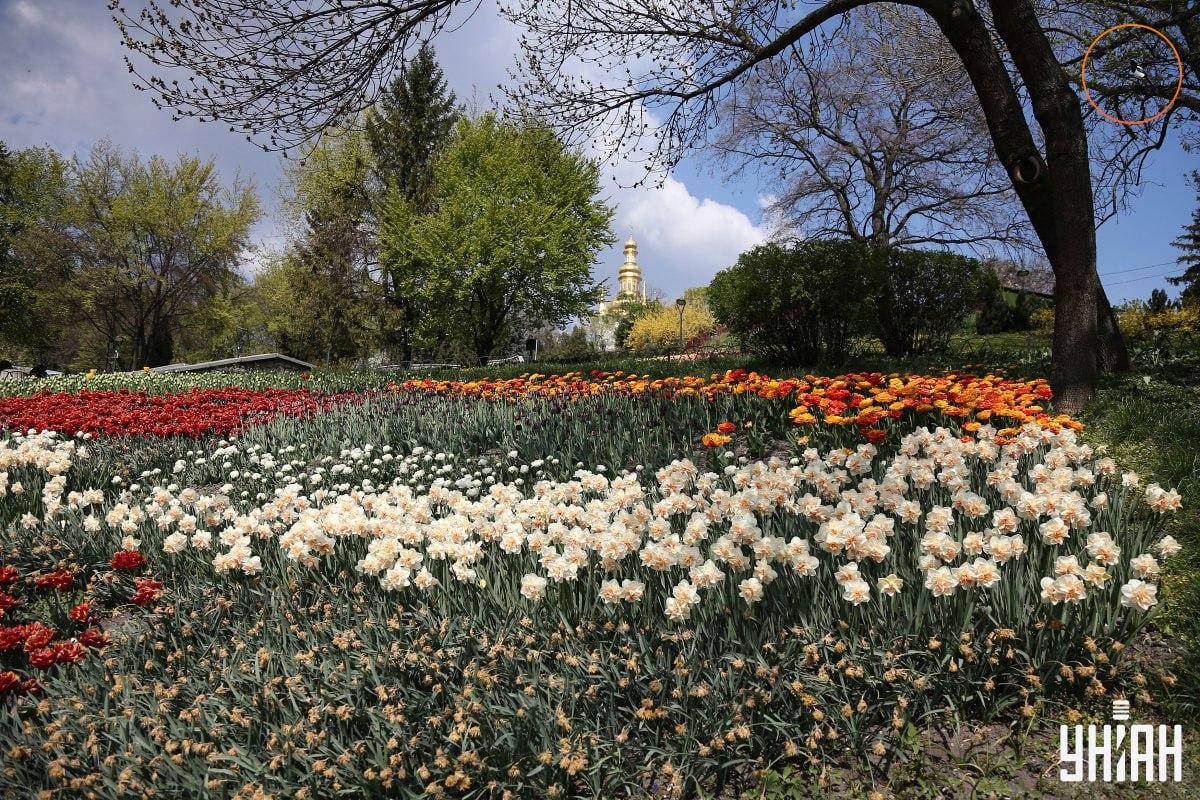 Птица седна на клон на дърво / колаж Moje Птица, седнала на клон на дърво / колаж Moje