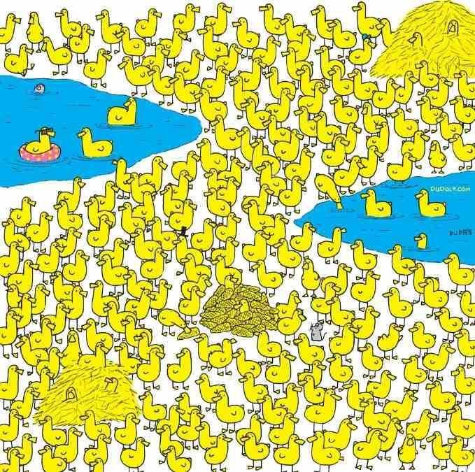 Само най-умните ще открият пилето сред патиците за 8 секунди: нов пъзел / изображение на Гергели Дудас