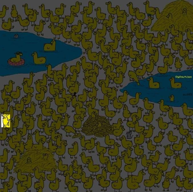 Само най-умните ще открият пилето сред патиците за 8 секунди: нов пъзел / снимка: Gergely Dudas