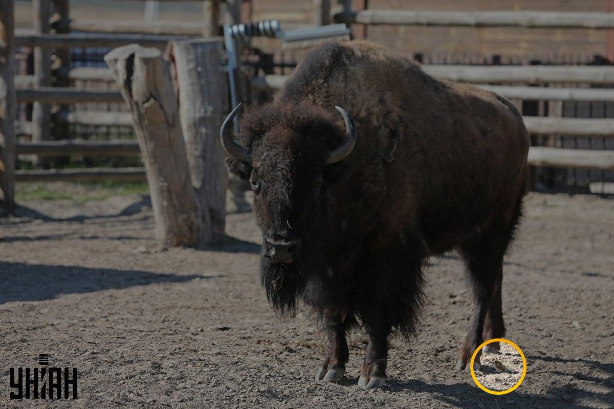 Врабчето не беше далеч от левия ъгъл на изображението / колаж със снимка на УНИАН Врабецът е бил недалеч от левия ъгъл на изображението / колаж от снимка на УНИАН