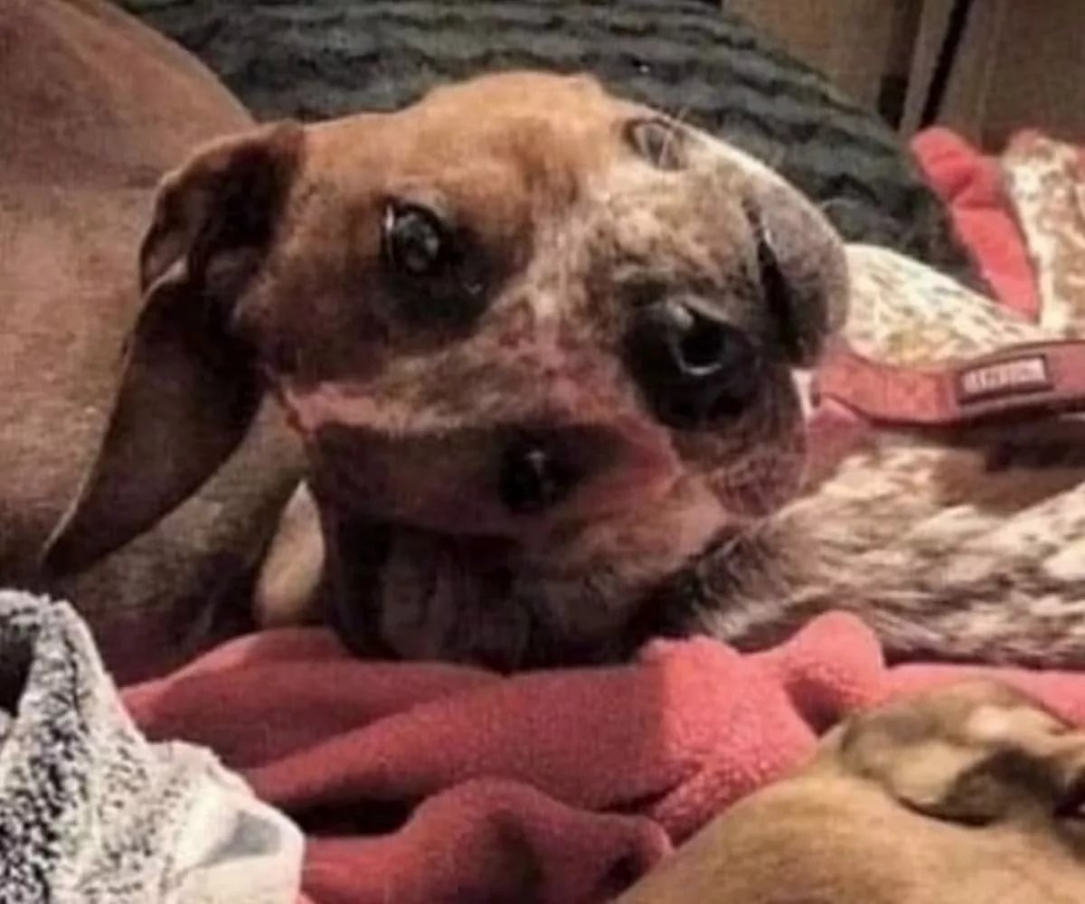 Оптична илюзия Оптична илюзия