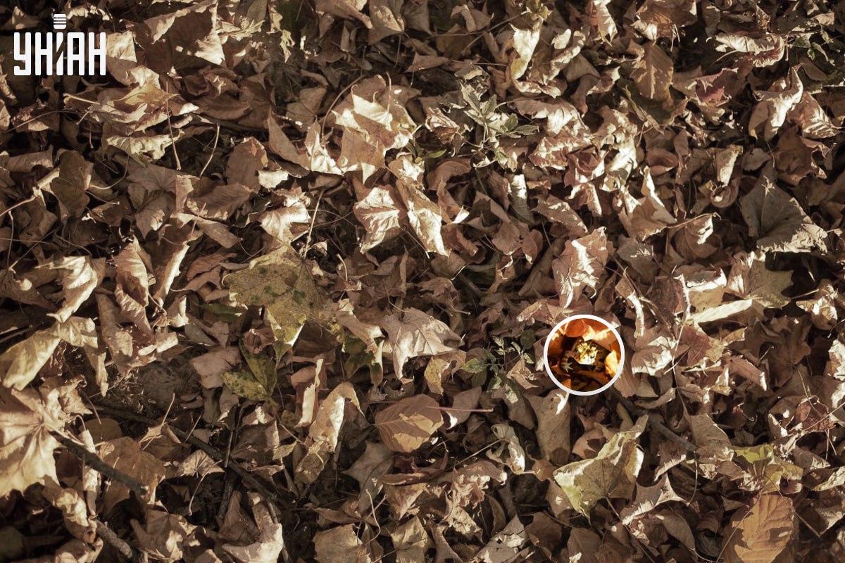 Жабата беше недалеч от долния ляв ъгъл на изображението / колаж със снимка на УНИАН Жабата беше близо до долния ляв ъгъл на изображението / колаж със снимка на Moje