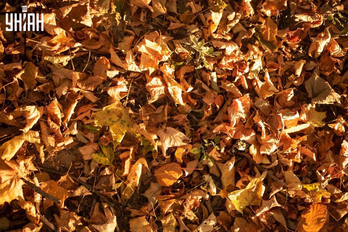 Открийте жабата във времето на снимката / колаж със снимка на УНИАН Открийте жабата навреме в картинката / колажа със снимка на УНИАН