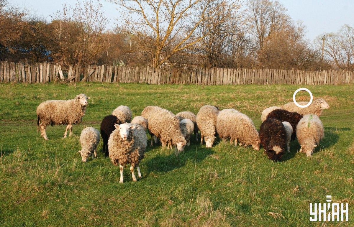 Кучето е в лявата част на изображението / колаж от снимка на УНИАН