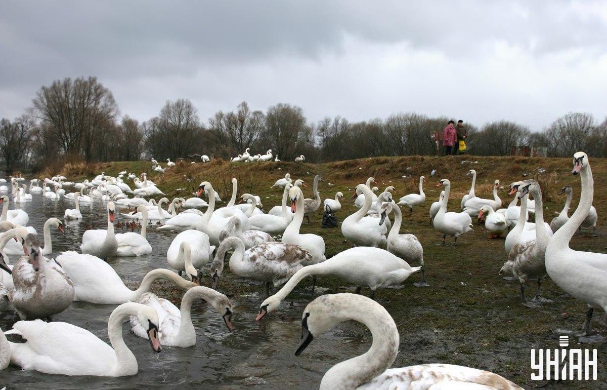 Открийте гъска сред лебеди във времето / колаж със снимка на УНИАН