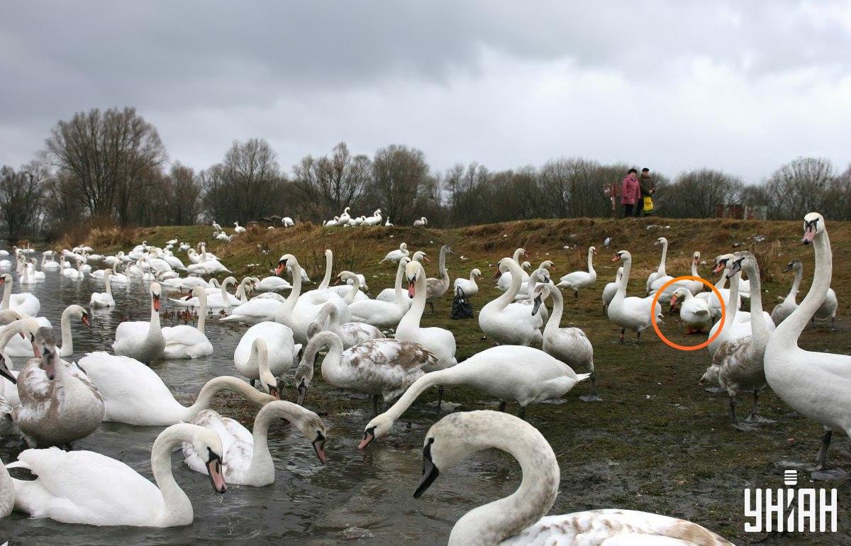 Гъската е недалеч от центъра на изображението / колаж със снимка на УНИАН