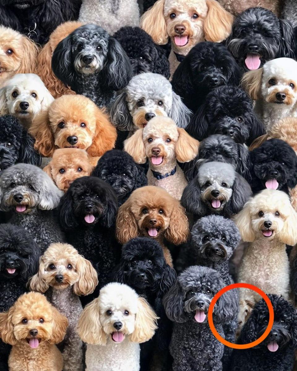 Загадка за вниманието Пъзел за внимание