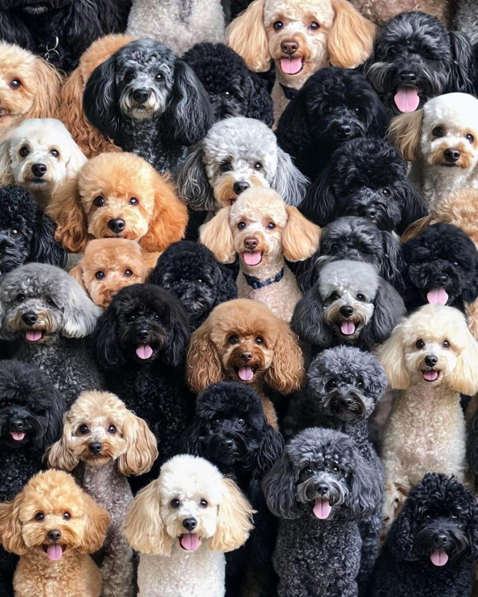 Загадка за вниманието Пъзел на вниманието