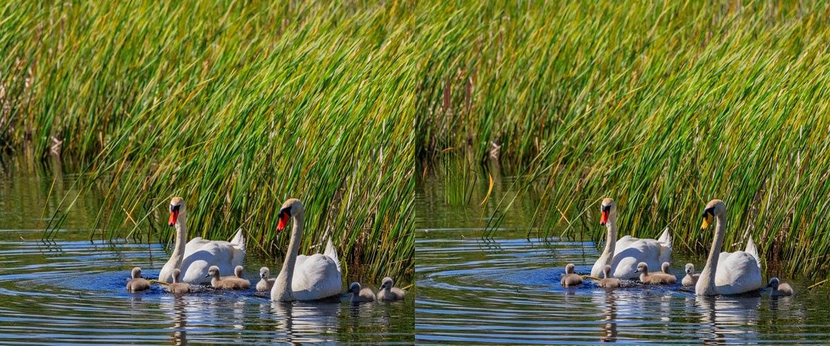 Много бързо открийте разликите между снимките / колаж УНИАН