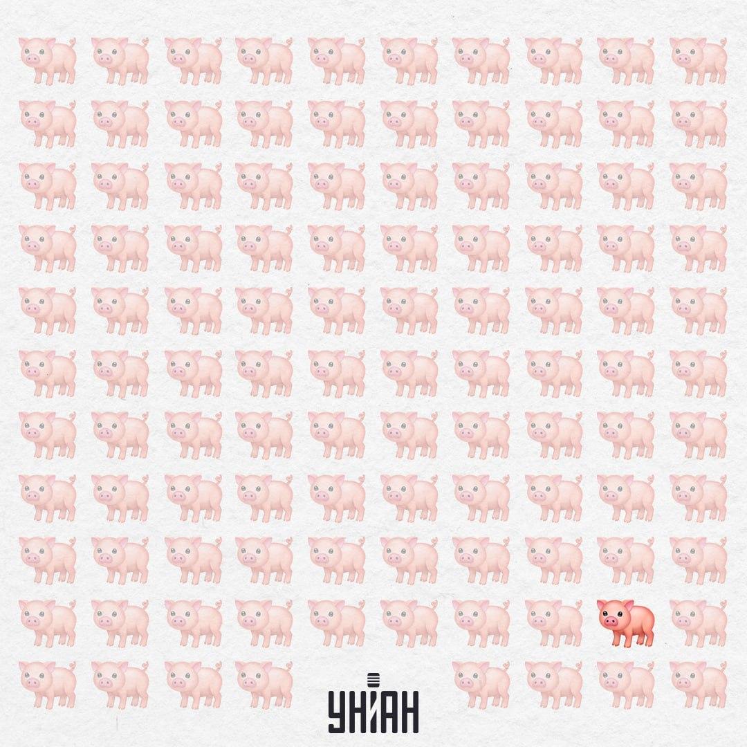 Това прасенце е наистина странно, то няма розова опашка / Колаж УНИАН