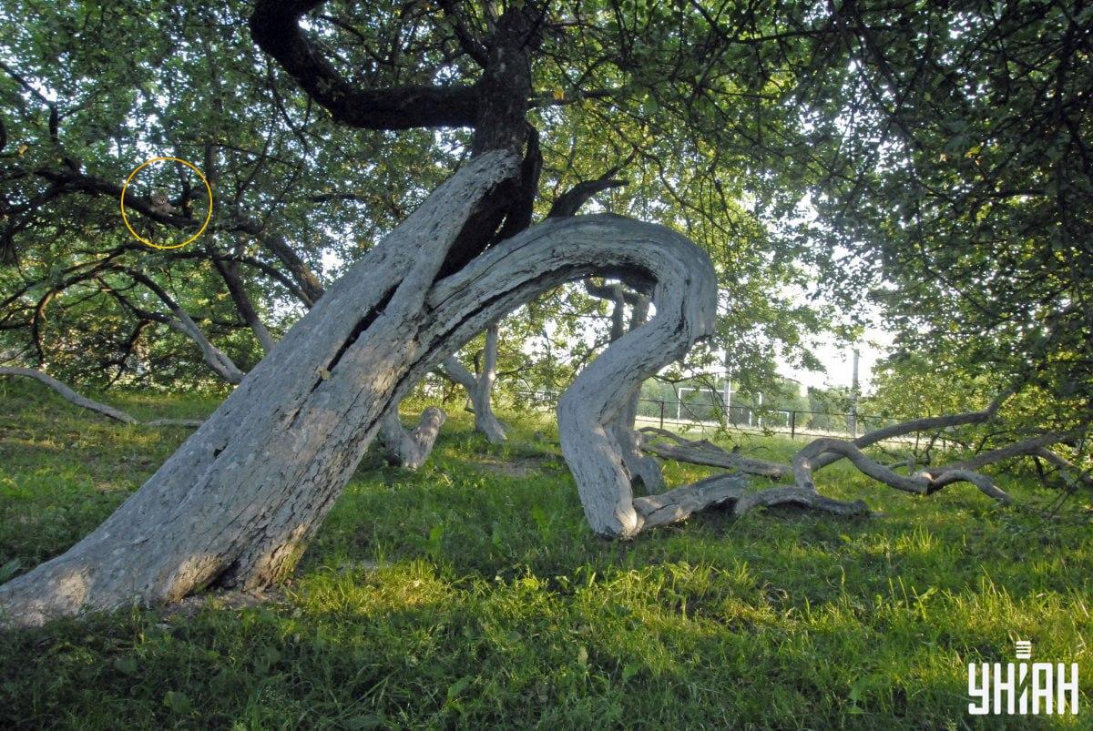 Нашата котка лежи върху клоните на едно дърво / Moje Collage