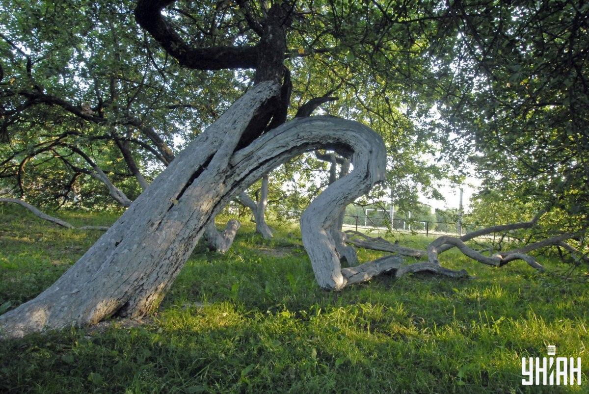 Животното може да е във всяка част на изображението / Moje Collage