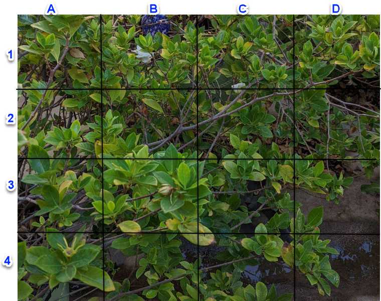 Енигма Загадка: Къде е котката?