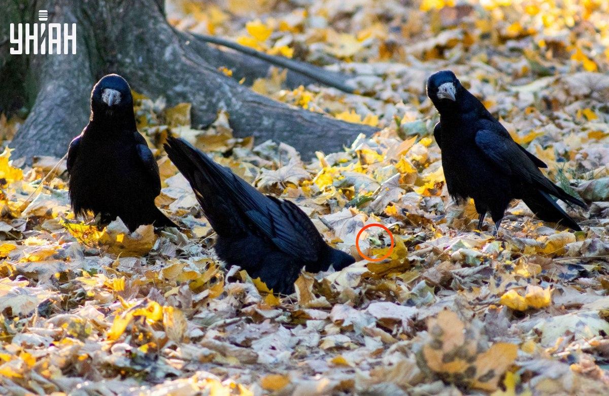 Жабата беше почти в центъра на пъзела / колаж от снимка на УНИАН