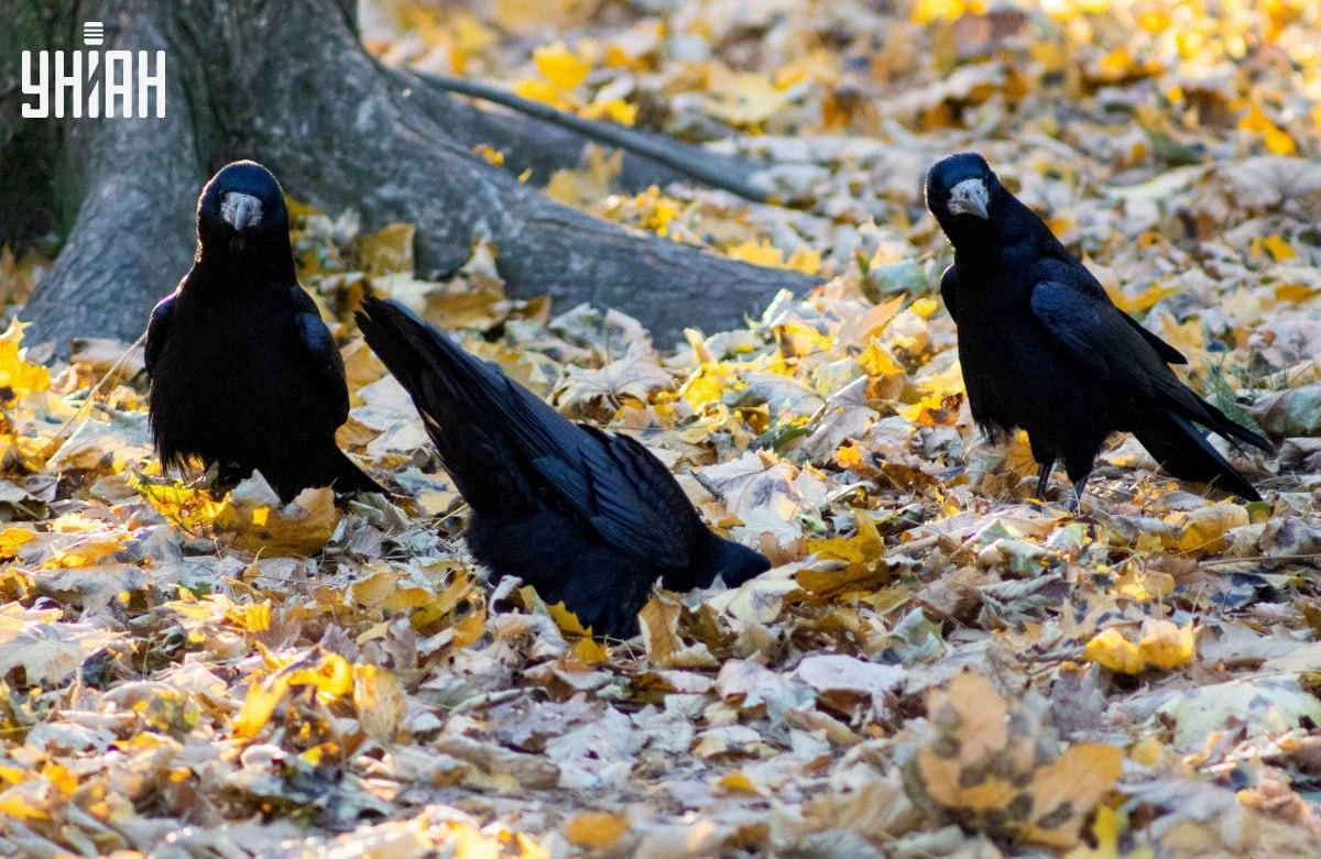 Открийте много бързо жабата на снимката / колаж със снимка Moje