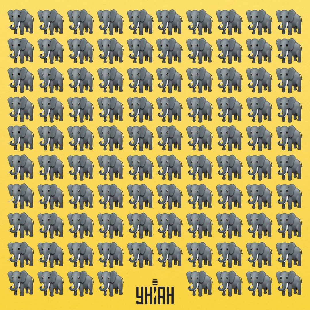 Трябва да намерим странен слон / колаж УНИАН