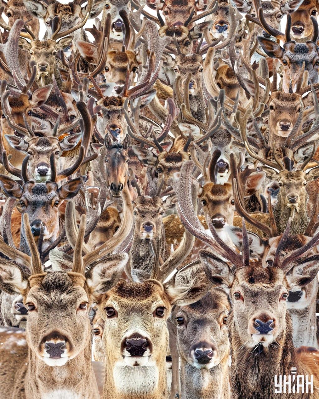 Открийте кон сред елените / колаж на Moje