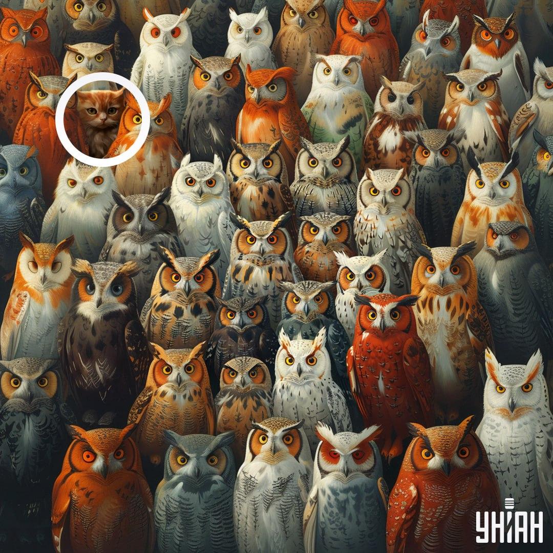 Котката е била близо до един от ъглите на изображението / колаж Moje