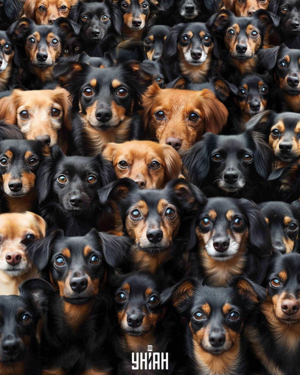 Необходимо е да откриете котка сред кучетата / колаж на УНИАН