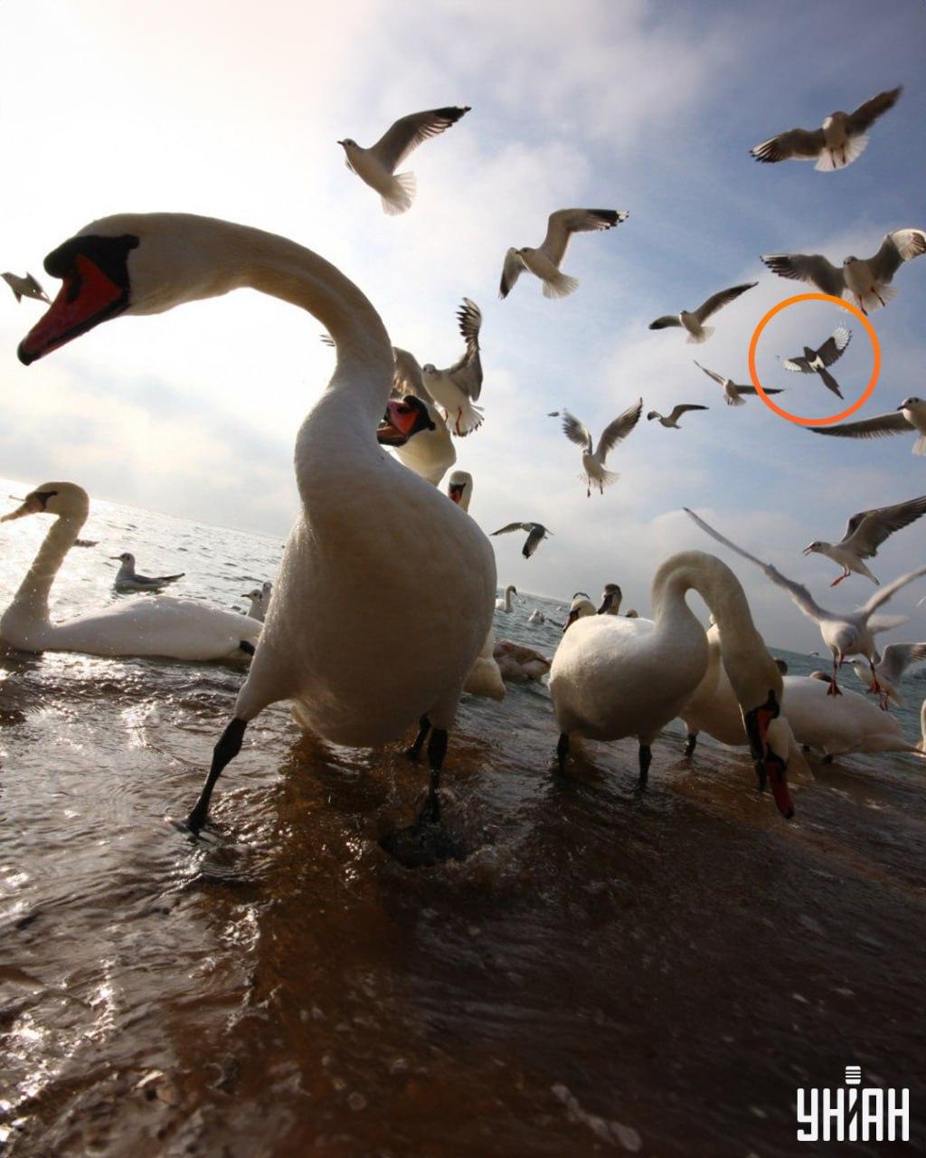 Хитрата сврака е била недалеч от един от горните ъгли на оптичния пъзел / снимка УНИАН