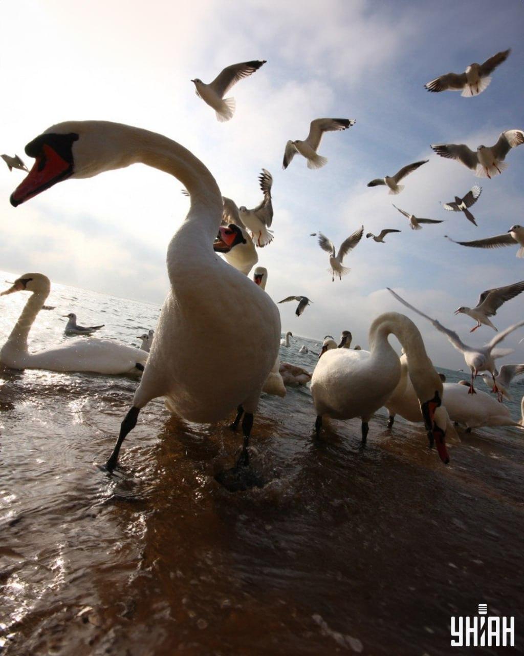 Трябва да откриете сврака за по-малко от 9 секунди / Снимка УНИАН