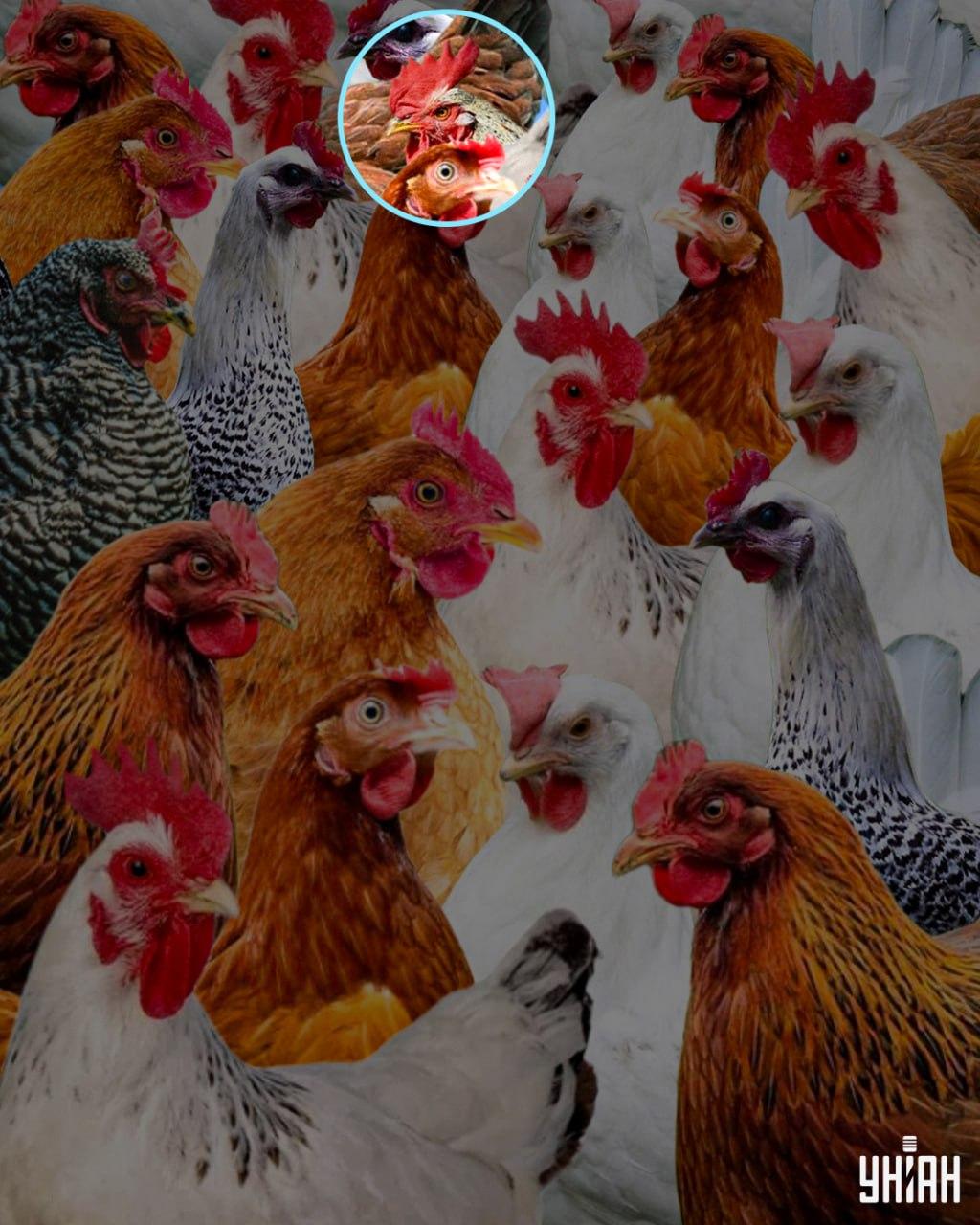 Хитър е името, дадено на петел, който. 