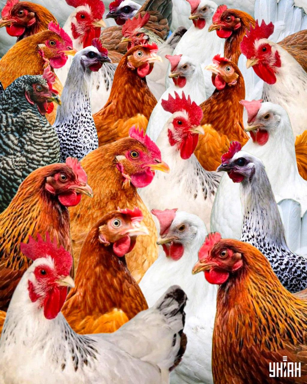 Отнема по-малко от 10 секунди, за да откриете хитър петел / колаж Moje