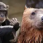 Само човек с изключително зрение ще намери мечка сред маймуните