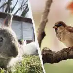 Само хора с блестящи способности ще намерят врабче за 10