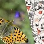 Умен като Шерлок или не: пъзел за проверка на IQ