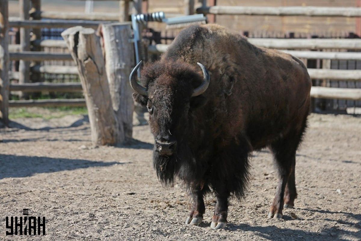 Опитайте се да намерите врабчето на пъзела във времето / колаж със снимка на УНИАН Опитайте се да откриете врабчето на пъзела навреме / колаж със снимка на УНИАН