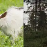 Всички виждат кон, а само малцина ще открият хитрата коза за 12 секунди: лятна пъзел игра Всички виждат кон, а само малцина ще открият хитрата коза