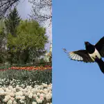 Всички виждат цветята, а само талантът може да намери свраката